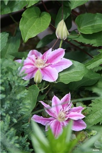 dc3540c9-IMG_7114 klematis.jpg